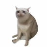 Логотип Cash Cat (CASHCAT)