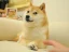 Логотип Own The Doge (DOG)